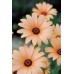 JOHNSONS Osteospermum SALMON 22964