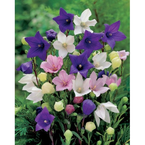 JOHNSONS Boubelka velkokvětá Grandiflora MIXED 22966