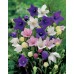 JOHNSONS Boubelka velkokvětá Grandiflora MIXED 22966