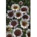 JOHNSONS Chryzantéma COCKADE 22951