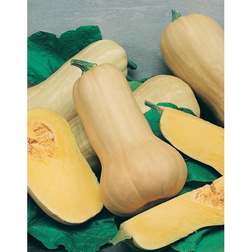 JOHNSONS Dýně Butternut SPRINTER F1 22999