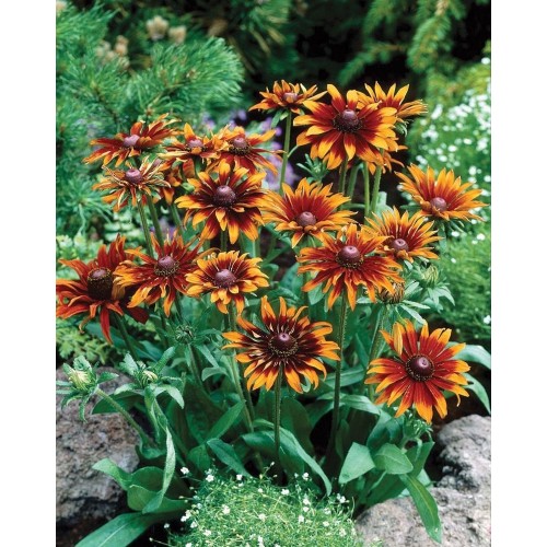 JOHNSONS Echinacea MORENO 22967 JOHNSONS Echinacea MORENO 22967