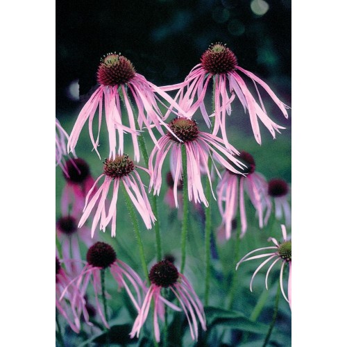 JOHNSONS ECHINACEA Pallida 22955 JOHNSONS ECHINACEA Pallida 22955
