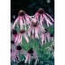 JOHNSONS ECHINACEA Pallida 22955