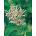 JOHNSONS Lilie HIRTA TOAD LILY 22971