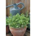 JOHNSONS Listové saláty Mesclun MIXED 22992
