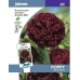 JOHNSONS Mák „Paeony Black“ 11132