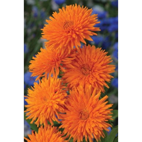 JOHNSONS Měsíček lékařský ORANGE Porcupine 22949