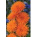 JOHNSONS Měsíček lékařský ORANGE Porcupine 22949