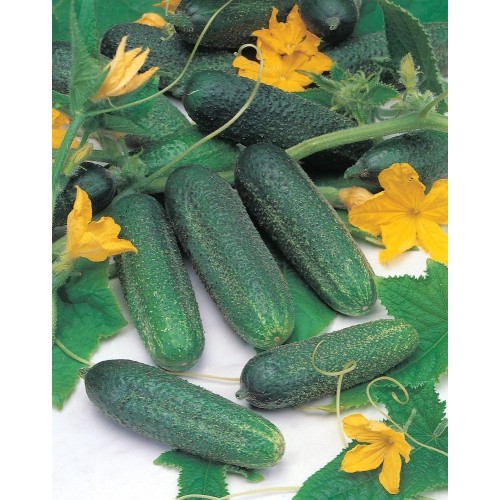JOHNSONS Okurka Hokus 22987