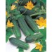 JOHNSONS Okurka Hokus 22987
