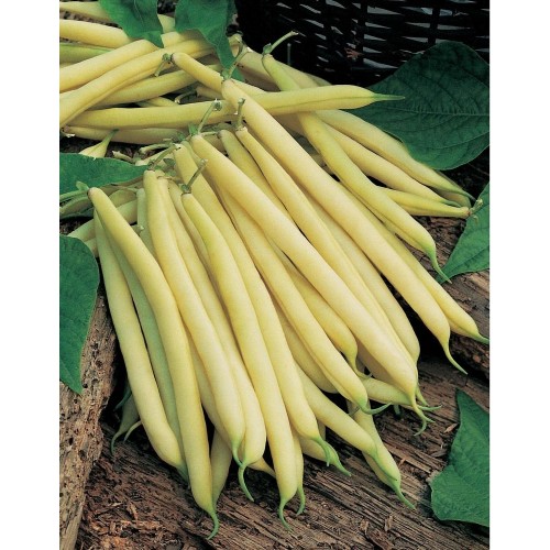 JOHNSONS Pnoucí fazole Kentucky Wonder Mix 22981
