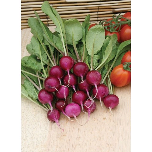 JOHNSONS Ředkvička AMETHYST 22998 JOHNSONS Ředkvička AMETHYST 22998