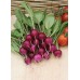 JOHNSONS Ředkvička AMETHYST 22998