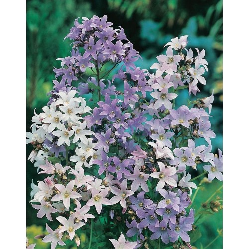 JOHNSONS Zvonek lactiflora MIXED 22950