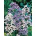 JOHNSONS Zvonek lactiflora MIXED 22950
