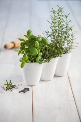 KETER IVY HERBS květináče na bylinky, bílá 17197630