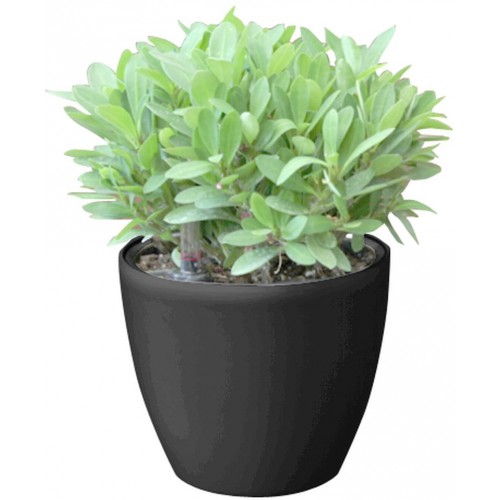 Samozavlažovací květináč G21 Ring mini černý 15cm 6392541