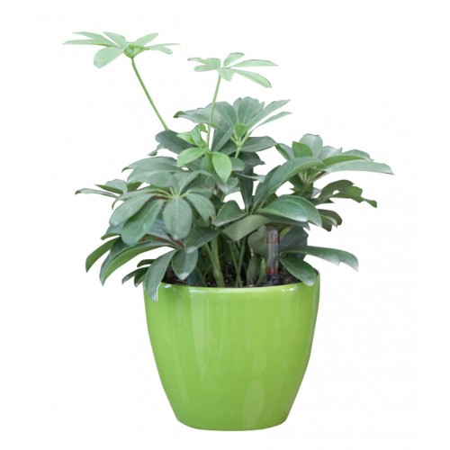 Samozavlažovací květináč G21 Ring zelený 17,5cm 6392553