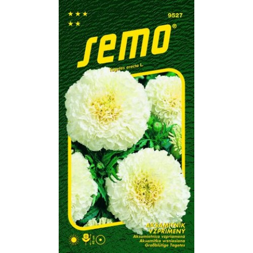 SEMO Aksamitník vzpřímený KILIMANJARO WHITE 9527 SEMO Aksamitník vzpřímený KILIMANJARO WHITE 9527