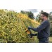 DeWALT DCMHT562P1 Nůžky na živé ploty 55 cm, 19 mm XR (18V/1x5,0Ah)