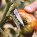Fiskars Solid SP240 Veggie Nůžky, 26,5cm 1063327