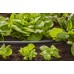 GARDENA Micro-Drip-System-pokládací trubka 13 mm 1/2" (15m) , 1346-29