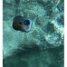 GoGEN voděodolný digitální fotoaparát MAXI NEMO, růžový