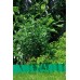 GARDENA Obruby trávníků délka 9 m, výška 20 cm (zelená) 0540-20