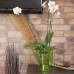 PROSPERPLAST COUBI Květináč na orchidej 12 cm, zelená transparentní DUW120P