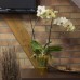 PROSPERPLAST COUBI květináč na orchidej 1,3l, bílá transperentní DUS130P