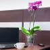 PROSPERPLAST COUBI Květináč na orchidej 16 cm, fialová transparentní matná DUOW160T
