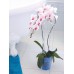 COUBI Květináč na orchidej 12,5 cm, zelený transparentní DSTO125