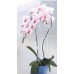 PROSPERPLAST COUBI podpěra pro orchidej, transparentní ISTC02