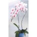 Prosperplast DECOR Podpěra na orchidej 58,5 cm, bílá ISTC01