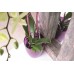 Prosperplast DECOR podpěra pro orchidej 55cm, růžová ISTC02