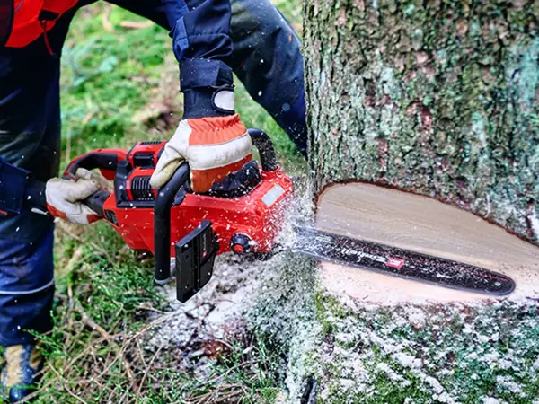 Osoba řeže aku řetězovou pilou Einhell GP-LC 36/40 Li BL-Solo na zahradě kmen stromu.